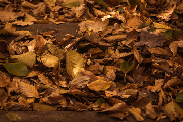 Warm colors of autumn. Dry leaf carpet. Walk in the park. Patterns of fallen leaves. Cozy background. Dead foliage. Colorful landscape. Beauty of nature. Colored leaves on the ground in the forest.