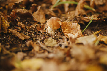 Beautiful mushroom boletus with brown cap in autumn leaves in sunny autumn woods. Boletus edulis. Edible Porcini mushroom growing in fall woods. Tasty delicious fungi. Copy space