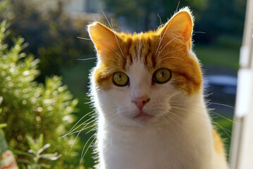 Head of a young ginger cat in nature looking at the camera