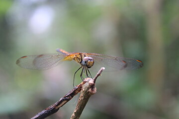 dragonfly on a branch