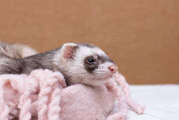 Obraz premium The cute funny ferret portrait