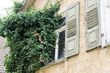 Fototapeta na wymiar Altes haus , Giebel mit Fenster, die von Efeu eingewachsen sind.