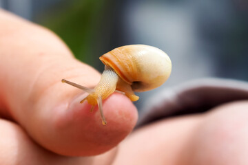 Study of nature and the environment. Small snail on a child's hand