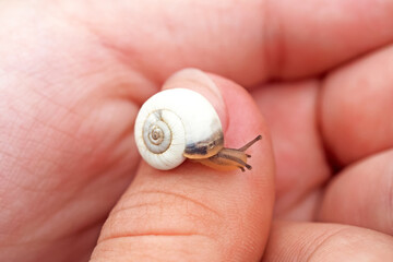 Small snail on a child's hand. Study of nature and the environment