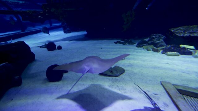 Graceful Manta Rays Group. Peaceful underwater sea life view of Big Mantas Swimming Together closed to surface with sting fish. Marine Life in a big aquarium against sunken broken ship