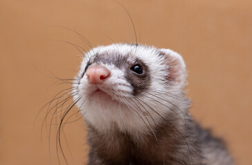 The cute funny ferret portrait