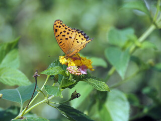 ランタナの花蜜を吸っているヒョウモン蝶