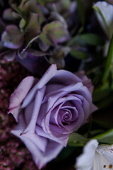 a bouquet of lilac roses, alstroemeria and dark hydrangea. a luxurious bouquet of noir