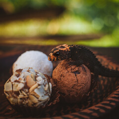 Red-eyed crocodile skinks, tribolonotus gracilis, on Truffles