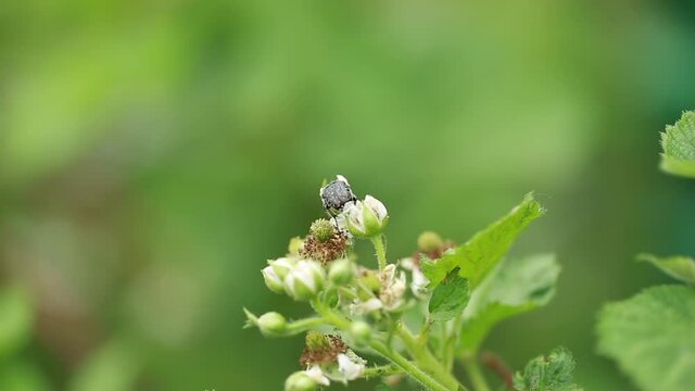 A black beetle sitting on a white flower is nectar. Macro photography of a flea beetle in early spring during the flowering of a cherry or apple tree plant