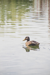 Ave pato en el rio lago agua colores 