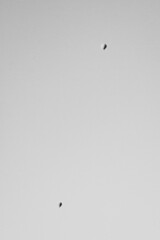 Cielo azul, montañas y globos de aire blanco y negro 