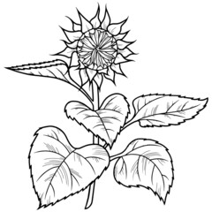 Fototapeta premium Monochrome drawing, Closed sunflower flower, bud with leaves, vector illustration