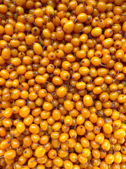 Ripe orange sea-buckthorn berries. Background of ripe berries of sea buckthorn