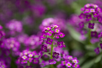 Flowering garden variety of Lobularia maritima, sweet alyssum natural macro floral background