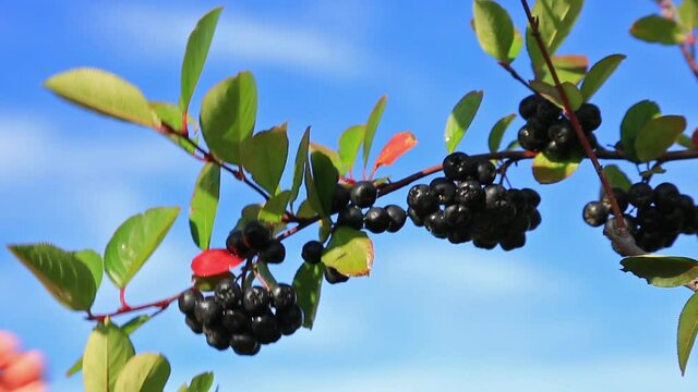 Harvest aronia melanocarpa (black chokeberry) on the plantation.  Close-up. 