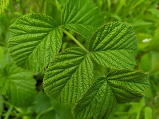 Green branch of raspberry leaves close-up.
