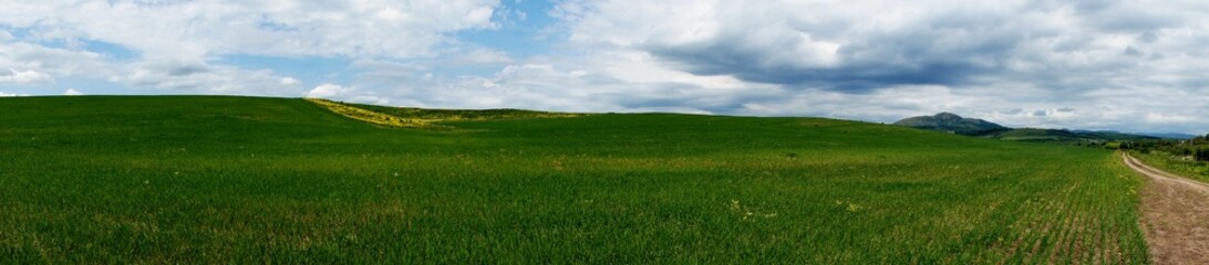 grass and sky