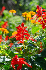 Beautiful red Salvia coccinea flowers macro. Floral wallpaper with scarlet sage (Texas sage, or tropical sage). 