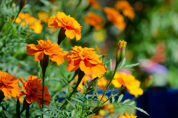 Beautiful Tagetes flowers in a home flower bed. Growing home flowering plants in the garden. Autumn landscape with decorative landscape view.
