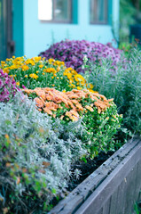 Obraz premium A beautiful flower bed with chrysanthemums and other flowers. Growing home flowering plants in the garden near the house. Autumn landscape with selective focus.