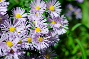 Beautiful Aster alpinus (blue alpine daisy) flowers. Lilac petals and green leaves. Floral wallpaper or background.	