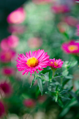 Obraz premium Beautiful pink aster flowers. Pink petals and green leaves. Floral wallpaper or background.