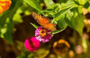 Gulf Fritillary or Passion Butterfly (Agraulis vanillae)