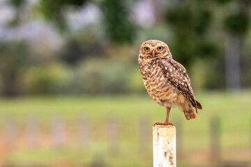 Burrowing owl in close-up on one foot or looking forward with selective focus and background blur