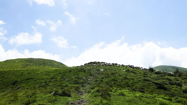 Panoramic view of the mountains against the sky. A herd of sheep graze on a Ukraine pasture on a rocky mountain meadow with a steep slope