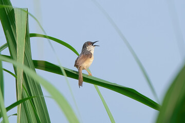 Ashy Prinia