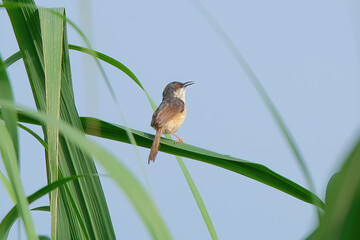 Ashy Prinia