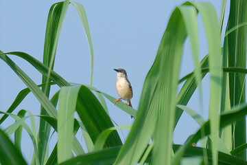 Ashy Prinia