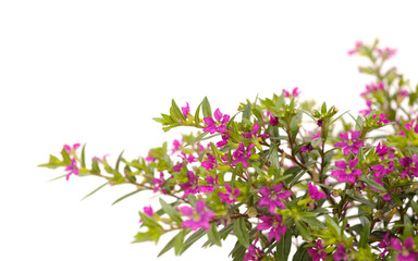 Purple flowers of Cuphea hyssopifolia, the false heather, isolated on white background 