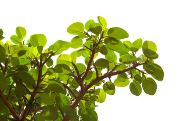 Branches with round green leaves of Ficus vasta, sycamore-fig from Africa, isolated on white...