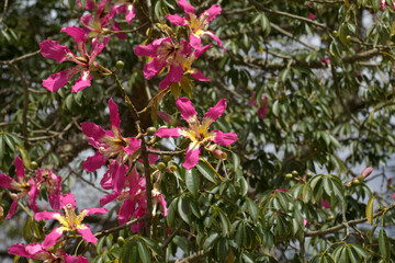 Pink flowers of Ceiba speciosa, silk floss tree, natural macro floral background