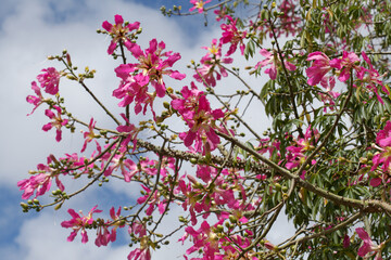Pink flowers of Ceiba speciosa, silk floss tree, natural macro floral background
