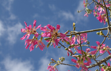 Pink flowers of Ceiba speciosa, silk floss tree, natural macro floral background