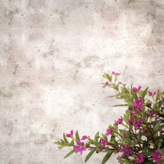 square stylish old textured paper background with flowering Cuphea hyssopifolia, the false heather
