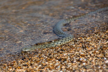 Natrix tessellata water snake on the beach