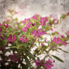 Fototapeta na wymiar square stylish old textured paper background with flowering Cuphea hyssopifolia, the false heather 