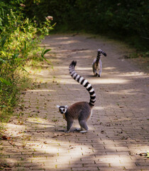Cute ring-tailed lemurs walking on a narrow forest pathway, one of them looking at the viewer © Irina Hoek/Wirestock