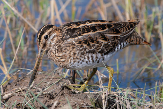 Common snipe at Cley Marshes, Norfolk, England