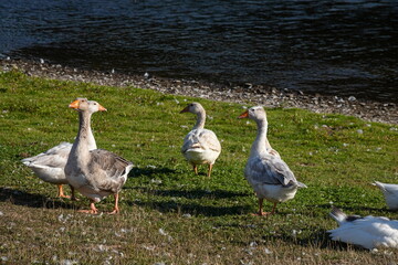 Group of white fronted geese resting and feeding in coastal golf course grassland