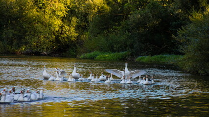 Domestic geese swim in the water. A flock of white beautiful geese in the river