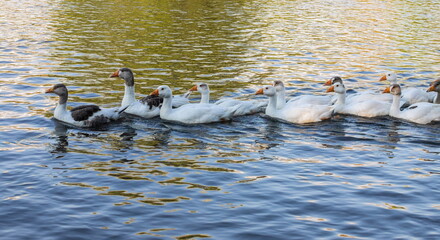 Domestic geese swim in the water. A flock of white beautiful geese in the river
