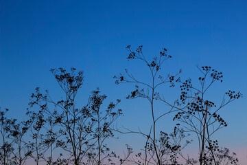 Old, withered flowers of a dry plant on a sunset background.