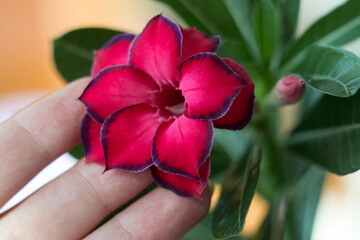 Adenium. Blooming succulent plant. Close-up flower and girl's hand. A beautiful blooming flower with delicate petals. Macro photo.