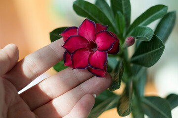 Adenium. Blooming succulent plant. Close-up flower and girl's hand. A beautiful blooming flower with delicate petals. Macro photo.
