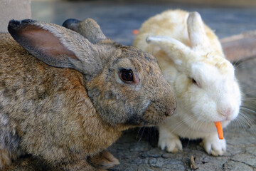 Big brown rabbit doing nothing with his friend chewing carrot food